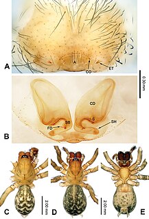 <i>Guilotes</i> Genus of spiders