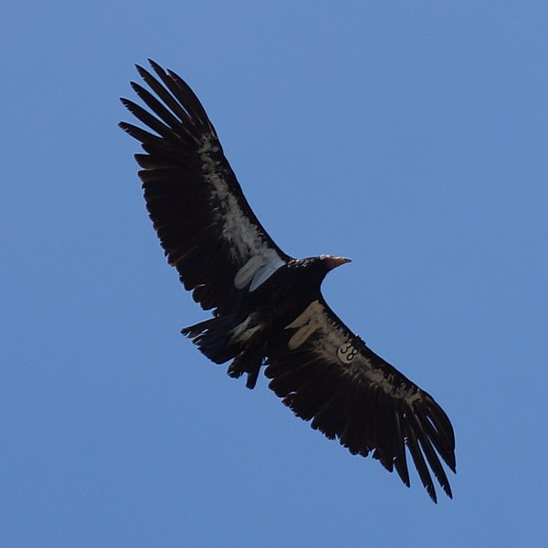 File:Gymnogyps californianus -Big Sur, Central Coast, California, USA -flying-8.jpg