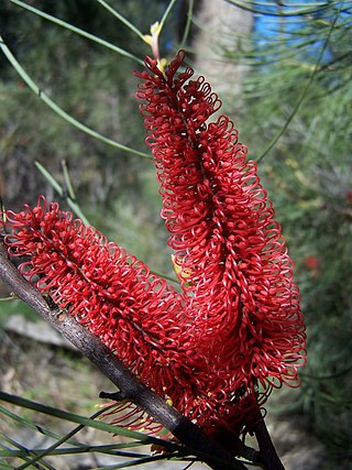 <i>Hakea bucculenta</i> Species of shrub in the family Proteaceae endemic to Western Australia