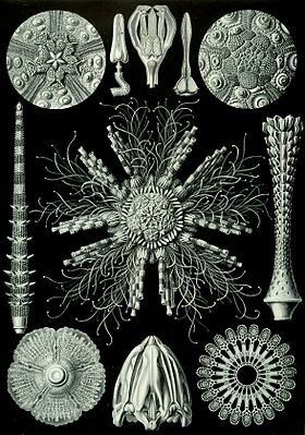 Ernst Haeckel, Kunstformen der Natur (1904)