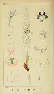 plate 49 Pterygodium venosum Ceratandra venosa