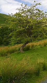 Thumbnail for File:Hawthorn tree in Borrowdale - geograph.org.uk - 3636640.jpg