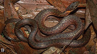 <i>Hebius maximus</i> Species of snake