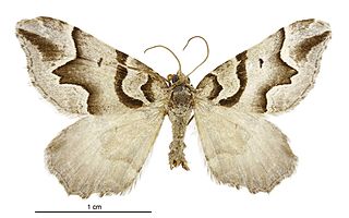 <i>Helastia expolita</i> Species of moth