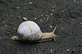 * Nomination: Helix pomatia --Korall 16:59, 4 September 2009 (UTC) * * Review needed