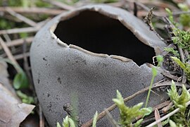 Helvella leucomelaena (26725095636).jpg