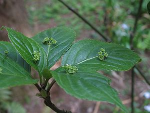 Helwingia japonica var. japonica