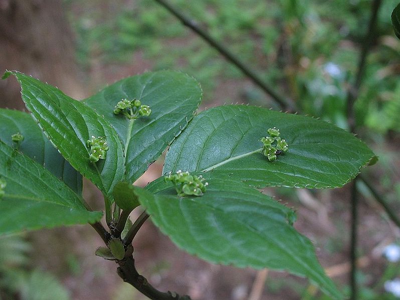 File:Helwingia japonica m.jpg