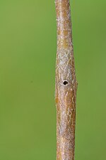 Hexomyza schineri on Populus tremula