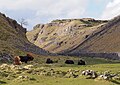 * Nomination Highland cattle, Malham, UK. --Baresi franco 21:59, 23 March 2014 (UTC) * Promotion Good quality. --NorbertNagel 19:05, 24 March 2014 (UTC)