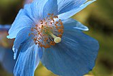 Himalayan Blue Poppy - Meconopsis betonicifolia - himarayanoQing ikeshi (8932550724) (2).jpg