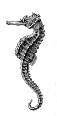 Description de l'image Hippocampus borboniensis.jpg.