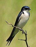 Thumbnail for File:Hirundo dimidiata 99864256.jpg