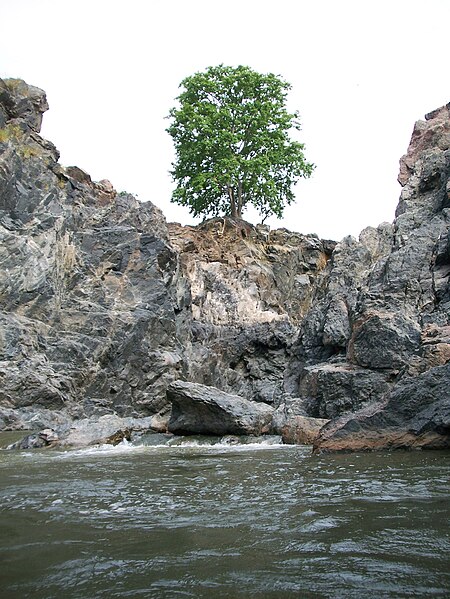 File:HoggannaikkalLoneTree.jpg