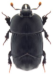 Hololepta plana