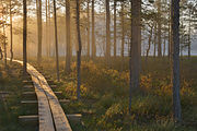 Duckboards along a hiking trail in Viru bog in Lahemaa National Park. The longest hiking trail is 627 km (390 mi) long.[97]