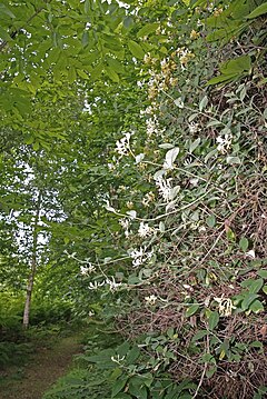 Honeysuckle yo'li - geograph.org.uk - 1364511.jpg