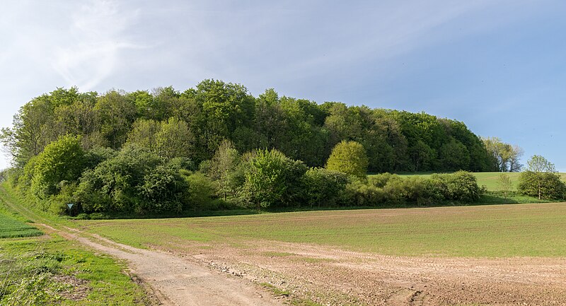 File:Horn-Bad Meinberg - 2015-05-10 - LIP-028 Silberbachtal mit Ziegenberg (43).jpg