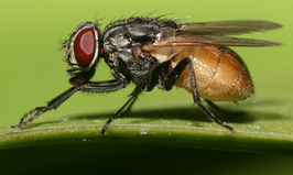 Housefly musca domestica cropped (2).png