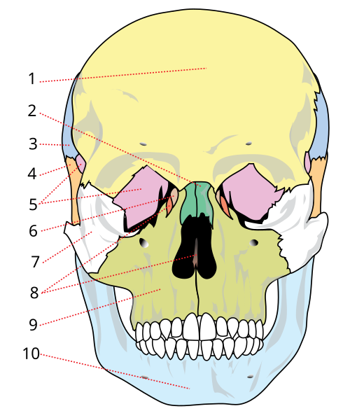 頭蓋骨 Wikiwand