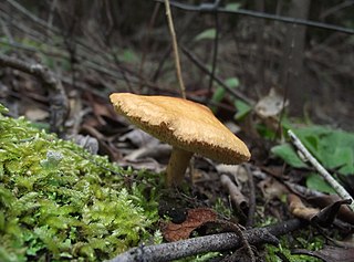 <i>Hydnum ovoideisporum</i> Species of fungus