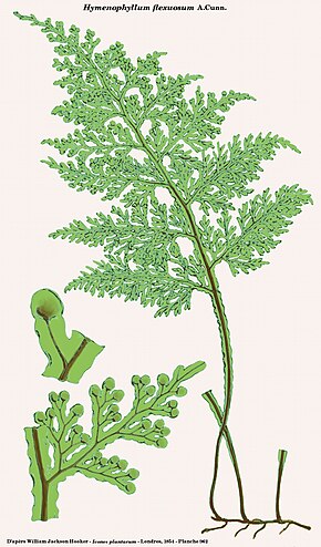 Bilde beskrivelse Hymenophyllum flexuosum.jpg.