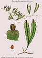 Hymenophyllum marginatum Hook. & Grev.