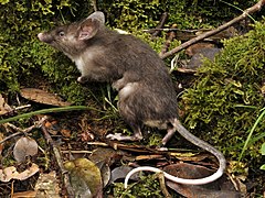 Rat de Stümpke Hyorhinomys stuempkei Muridae