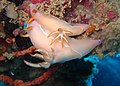 Two very pale Hypselodoris bullockii of different sizes