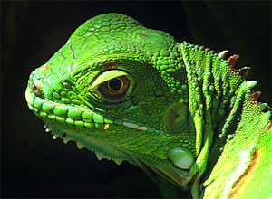 Iguana głowa.jpg