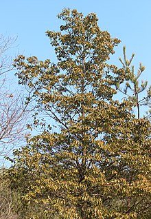 Ilex pedunculosa.JPG