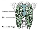 Thoracic cage.