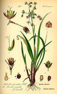 Illustration_Luzula_pilosa0.jpg