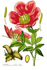 Vignette pour Paeonia mascula