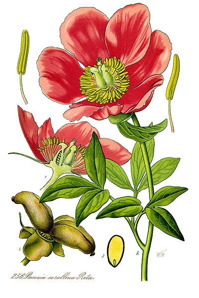 File:Illustration Paeonia mascula1.jpg