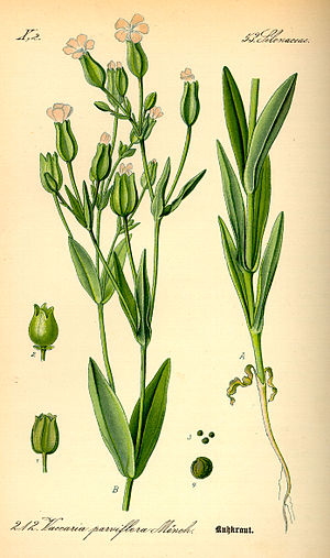 Illustration Vaccaria hispanica0.jpg