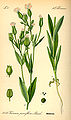 hispania vakario (Vaccaria hispanica)