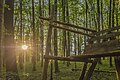 * Nomination Early morning in "Deutschholz" natural forest reserve --Plozessor 05:31, 31 January 2024 (UTC) * Promotion  Support Good quality. --JoachimKohler-HB 05:47, 31 January 2024 (UTC)