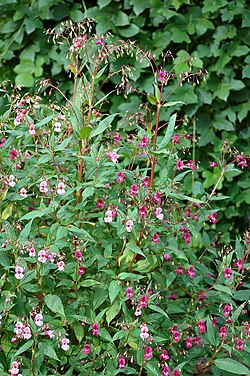 Impatiens glandulifera - plants (aka).jpg