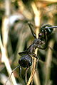 Myrmecia forficata