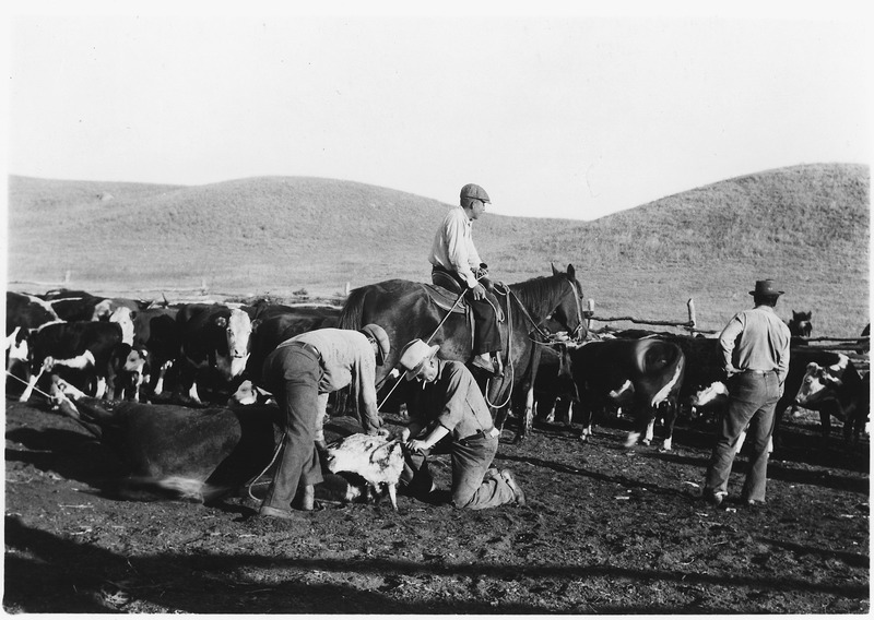 File:Indian cowboys working cattle - NARA - 285305.tif