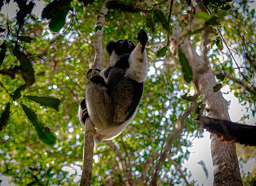 Indri indri Photograph: MPMF24