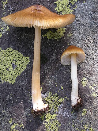 <i>Inocybe praetervisa</i> Species of fungus