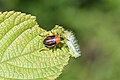 * Nomination Pentatomid nymph preying on a limacodid caterpillar --Vengolis 04:22, 18 September 2016 (UTC) * Promotion Good quality. --Johann Jaritz 05:20, 18 September 2016 (UTC)