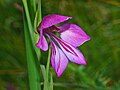 Iridaceae - Glayöl palustris-1.JPG