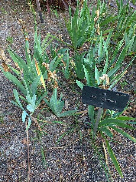 File:Iridaceae Iris Albicans en Madrid.jpg