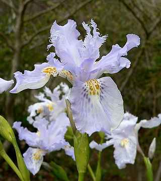 <i>Iris wattii</i> Species of flowering plant