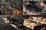 Miniatuur voor Bestand:Ischnoderma resinosum (GB= Late fall polypore or Resinous polypore, D= Laubholz harzporling, F= Polypore radié ou Polypore resineux, NL= not officialy (Hars)Vlekkenzwam), white spores and causes white rot, at a Beech b - panoramio.jpg