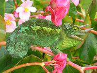 Jackson's Chameleon.