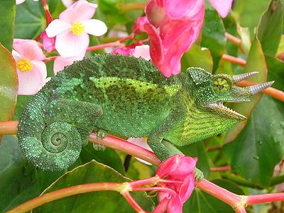 Jackson's chameleon, by Movingsaletoday (edited by Muhammad Mahdi Karim)